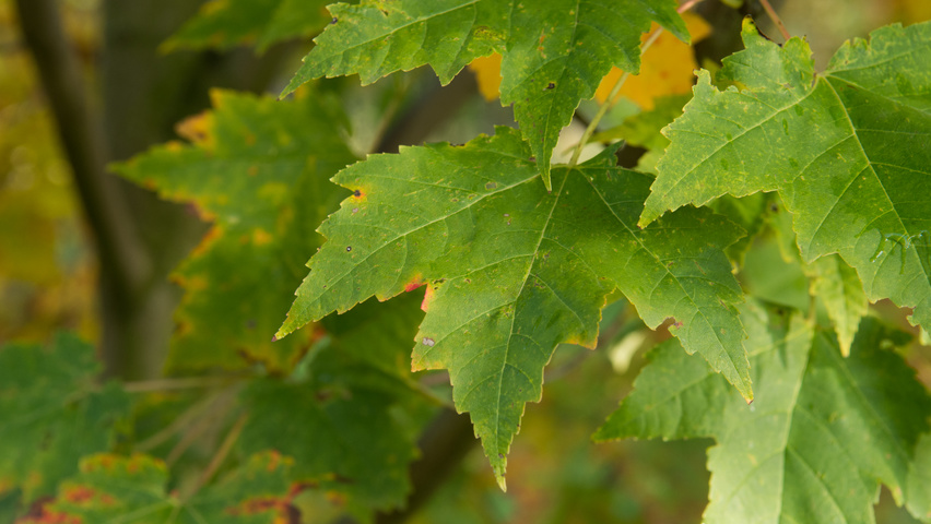 Acer rubrum 'Scanlon' blad