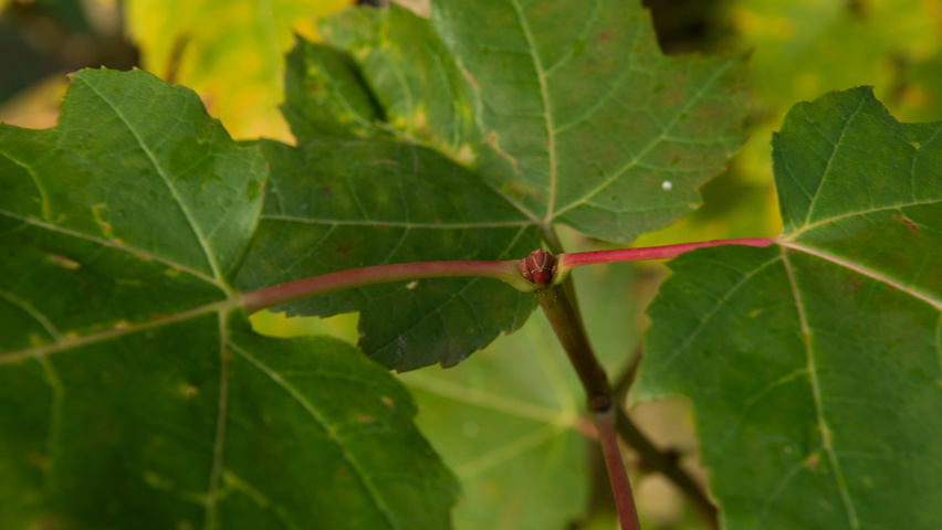 Acer rubrum 'Scanlon' blad