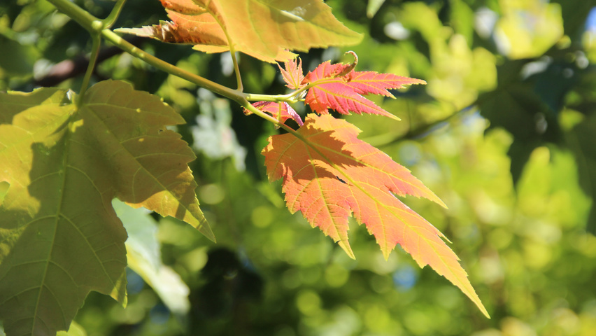 Acer rubrum 'Scanlon' blad