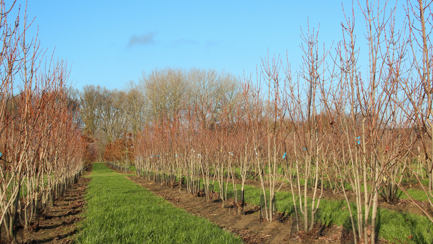 Acer rubrum 'Scanlon' meerstammig