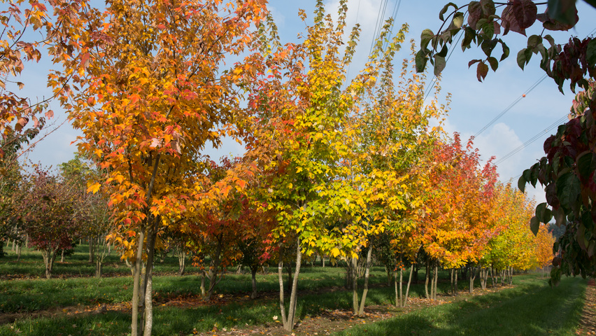Acer rubrum 'Scanlon' meerstammig