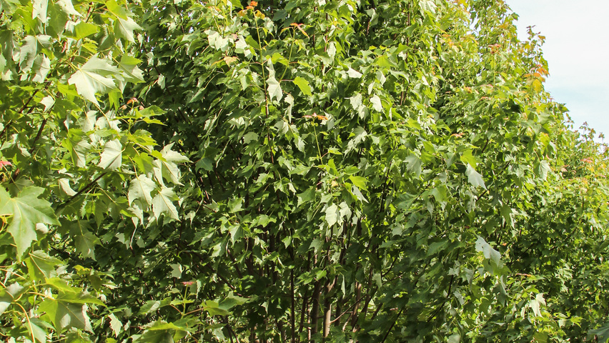 Acer rubrum 'Scanlon' meerstammig