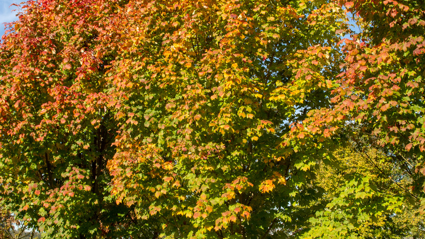 Acer rubrum 'Scanlon' meerstammig