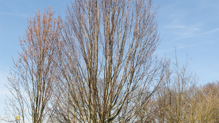 Acer rubrum 'Scanlon' meerstammig