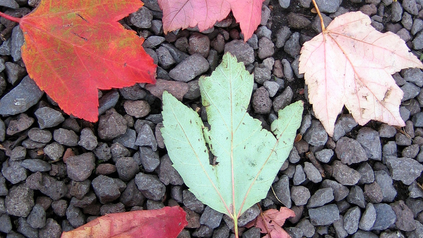 Acer rubrum 'Schlesingeri' feuilles automnale