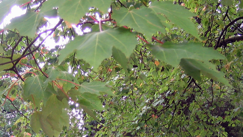 Acer rubrum 'Schlesingeri' Feuilles