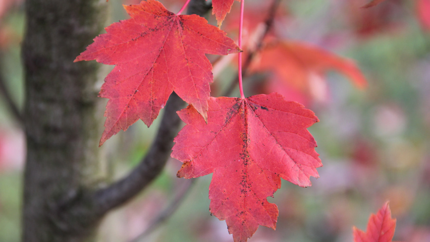 Acer rubrum 'Somerset' Herbstblatt