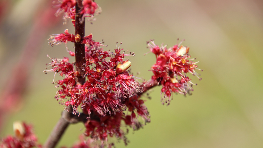 Acer rubrum 'Somerset' Blumen