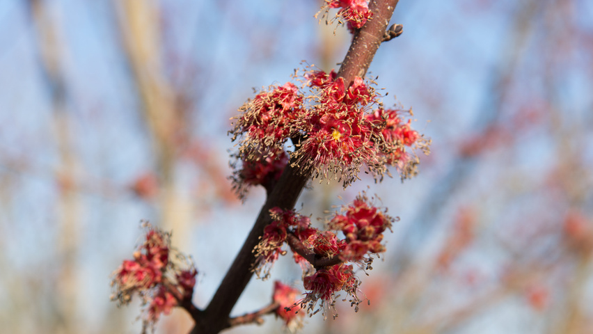 Acer rubrum 'Somerset' Blumen