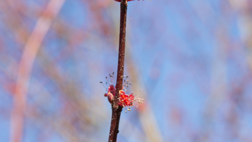 Acer rubrum 'Somerset' Blumen