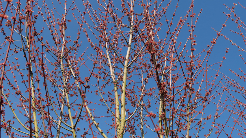 Acer rubrum 'Somerset' Blumen
