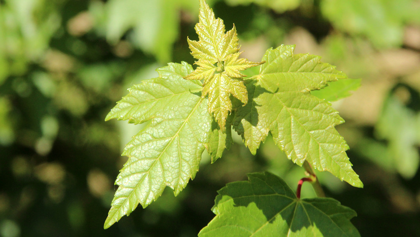 Acer rubrum 'Somerset' Blatt