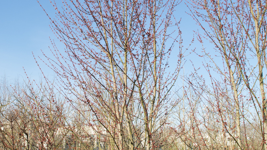 Acer rubrum 'Somerset' mehrstämmige