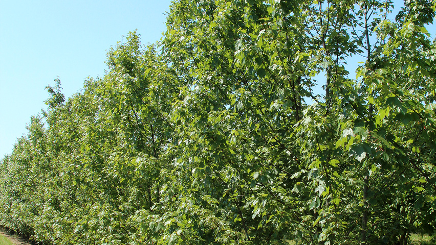 Acer rubrum 'Somerset' mehrstämmige