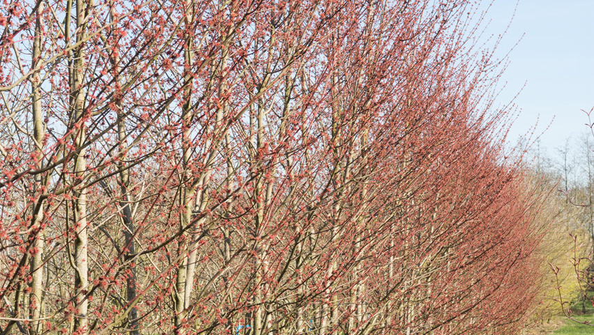 Acer rubrum 'Somerset' mehrstämmige