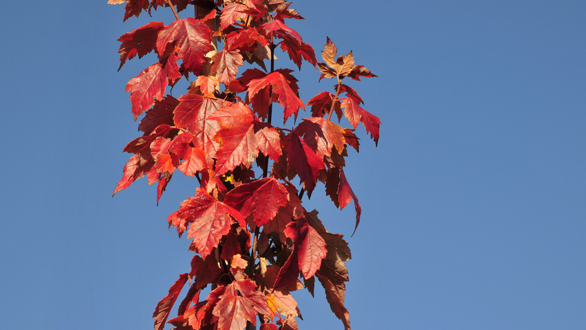 pic Sun Valley Red Maple Tree Size acer rubrum sun valley treeebb