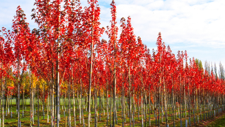 Acer rubrum 'Sun Valley' standard tree