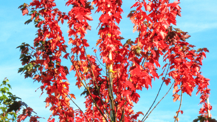 Acer rubrum 'Sun Valley' autumn leaves