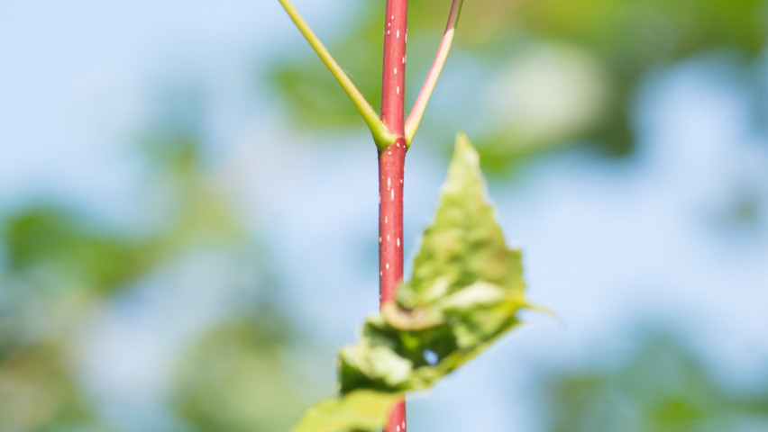 Acer rubrum twigs