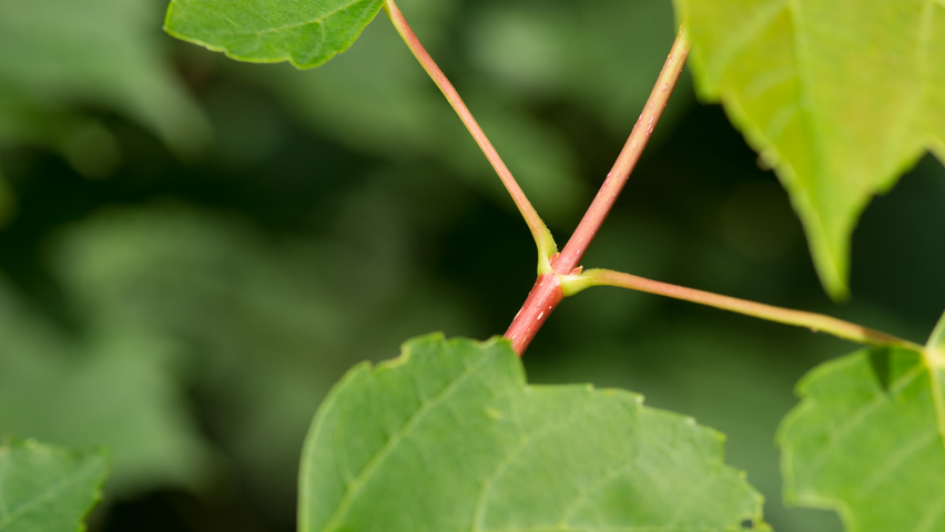 Acer rubrum twigs
