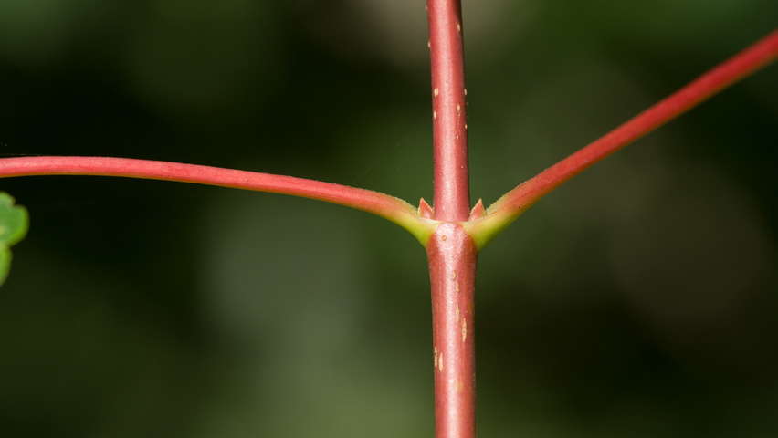 Acer rubrum twigs