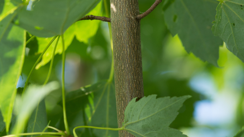 Acer rubrum twigs