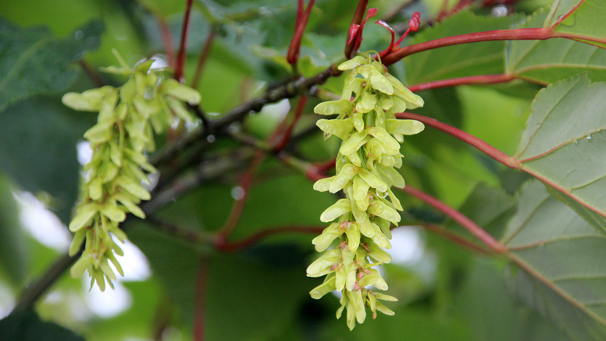 Acer rufinerve vrucht