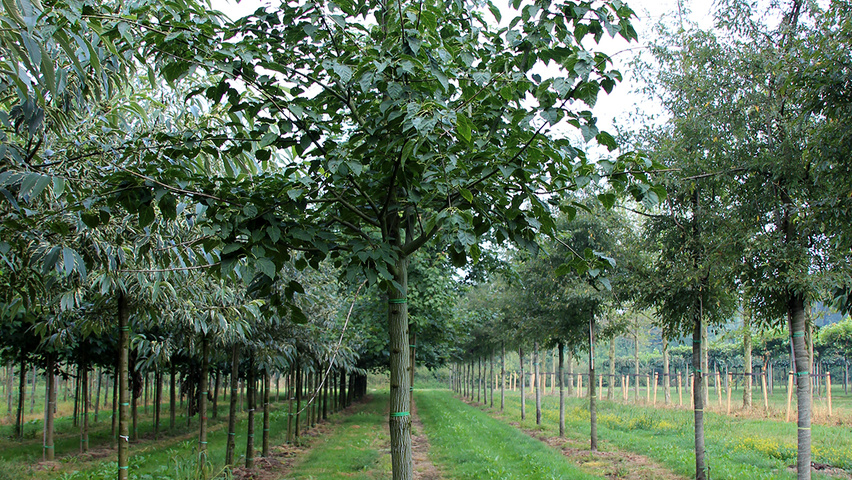 Acer rufinerve hoogstam