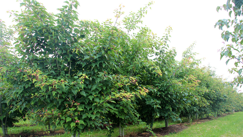 Acer rufinerve meerstammig