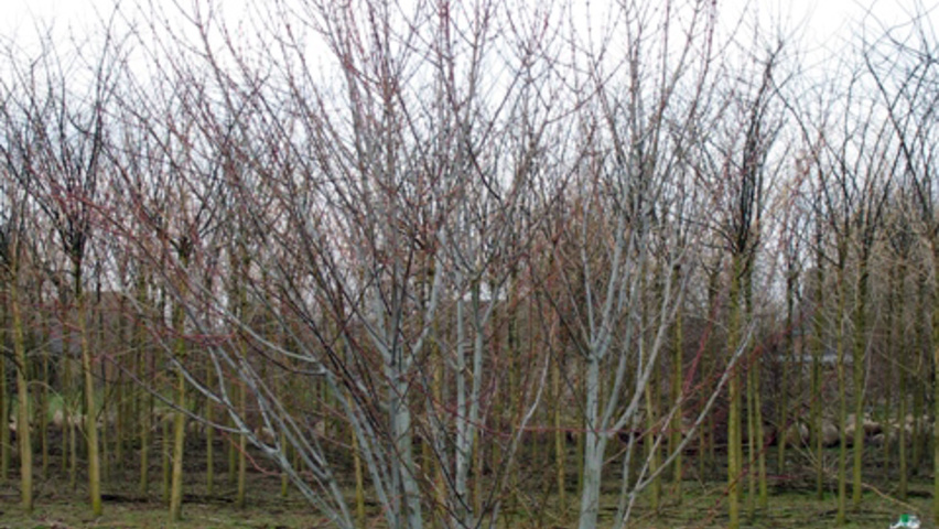 Acer rufinerve meerstammig