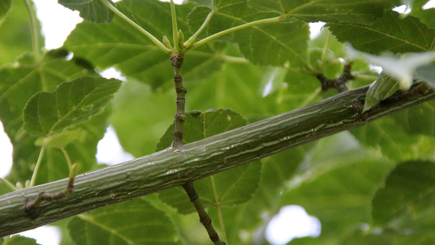 Acer rufinerve twijgen