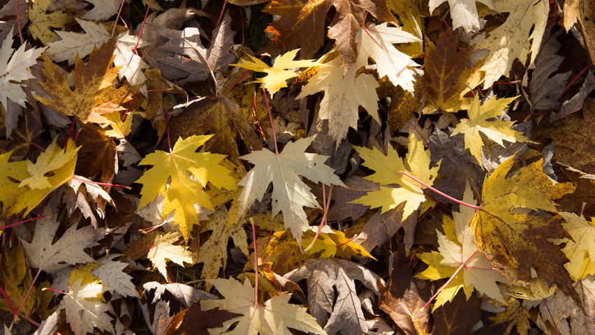 Acer saccharinum осенняя  листьев