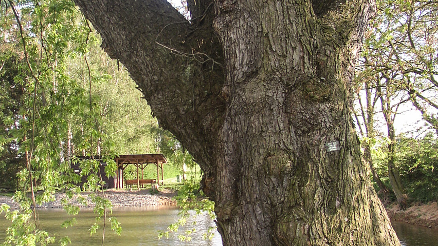 Acer saccharinum кора