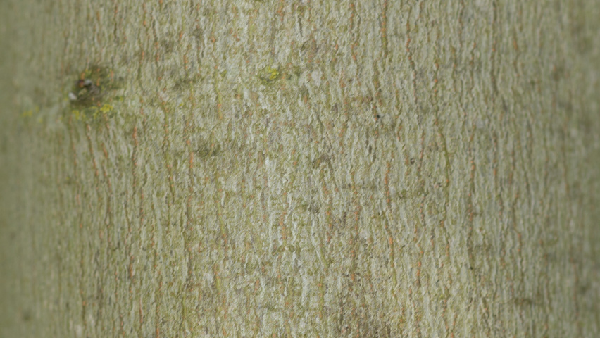 Acer saccharinum кора