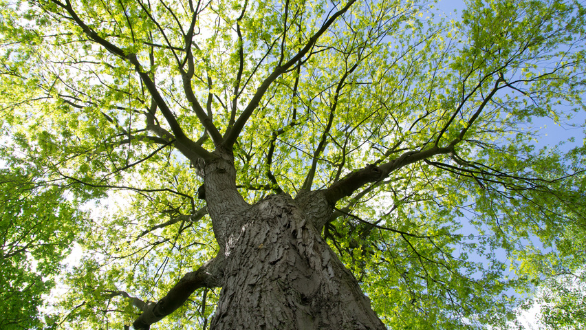 Acer saccharinum кора