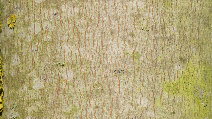 Acer saccharinum кора