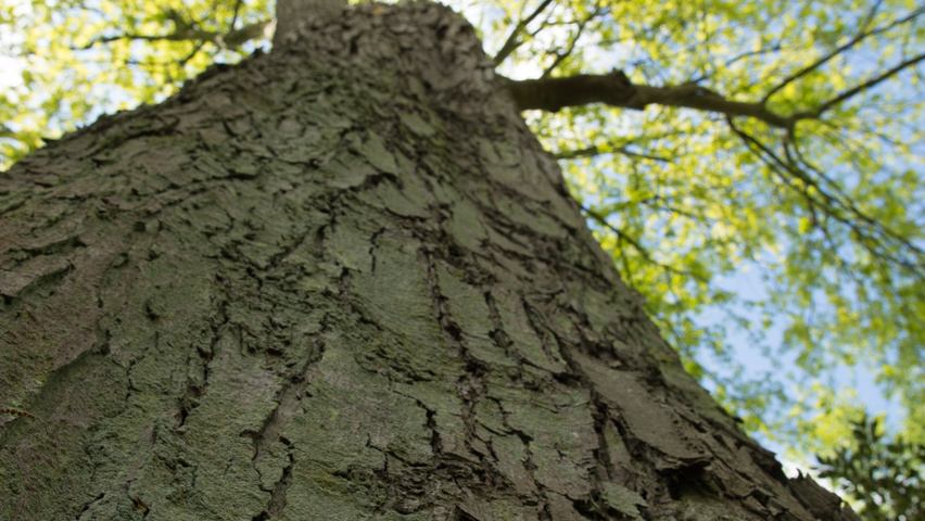 Acer saccharinum кора