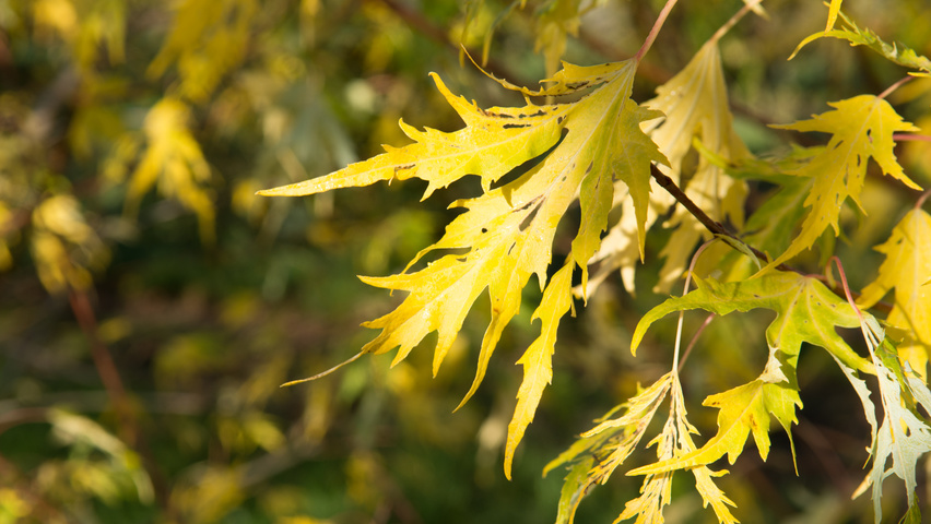Acer saccharinum 'Born's Gracious' liście jesienią