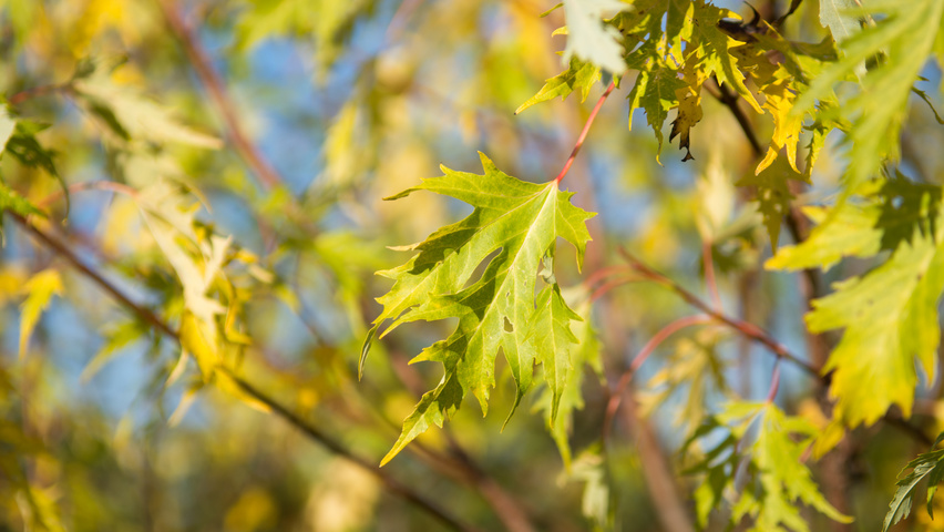 Acer saccharinum 'Born's Gracious' liście jesienią