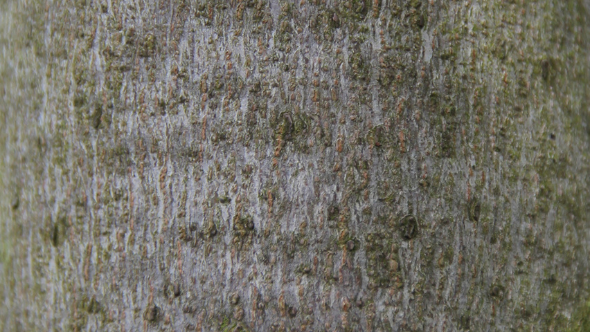 Acer saccharinum 'Born's Gracious' kora