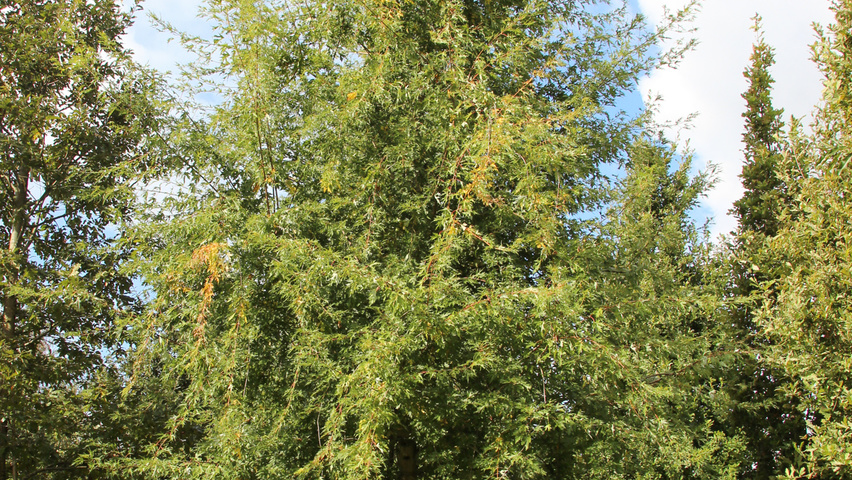 Acer saccharinum 'Born's Gracious' pienne