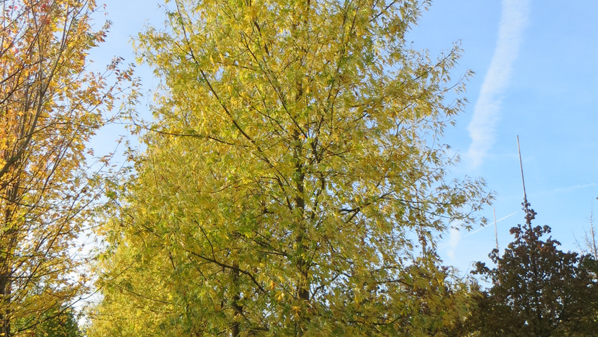 Acer saccharinum 'Born's Gracious' pienne