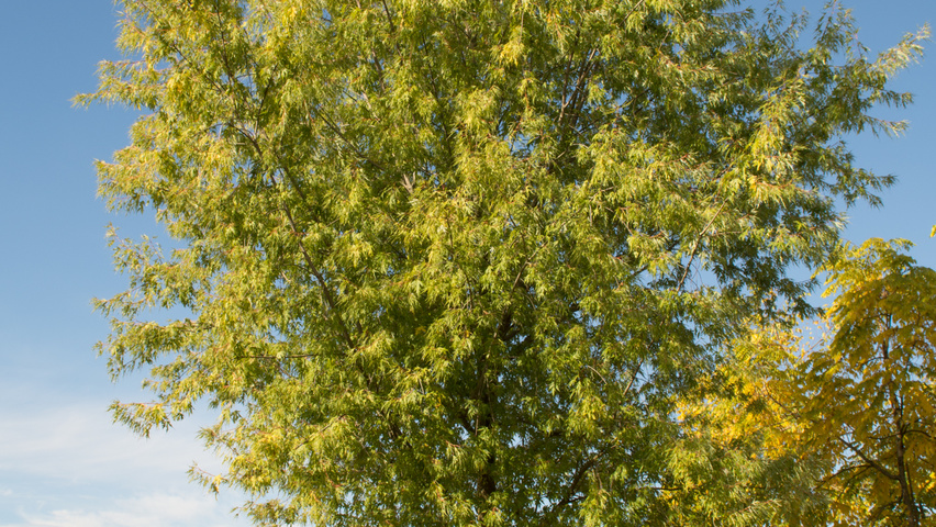Acer saccharinum 'Born's Gracious' pienne