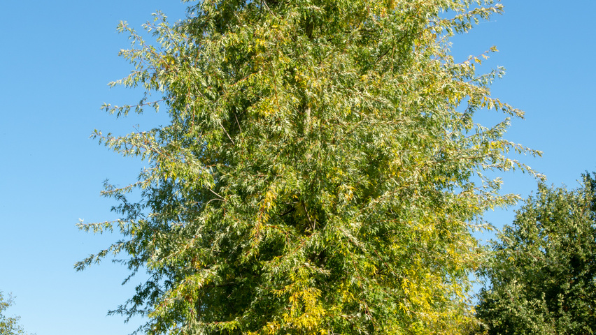 Acer saccharinum 'Born's Gracious' pienne