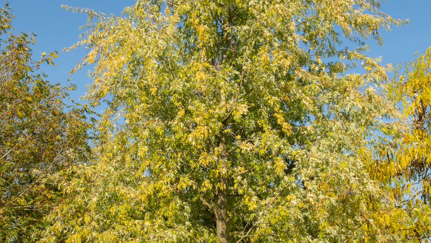 Acer saccharinum 'Born's Gracious' pienne