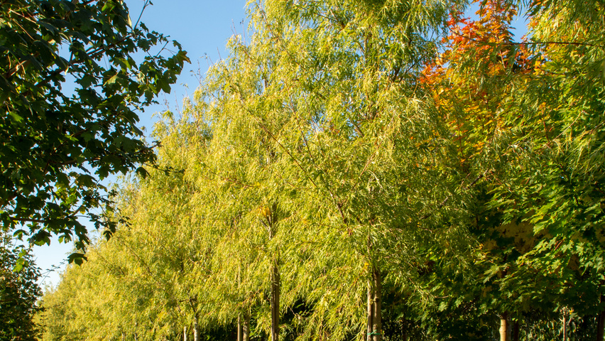 Acer saccharinum 'Born's Gracious' pienne