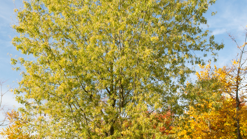 Acer saccharinum 'Born's Gracious' pienne