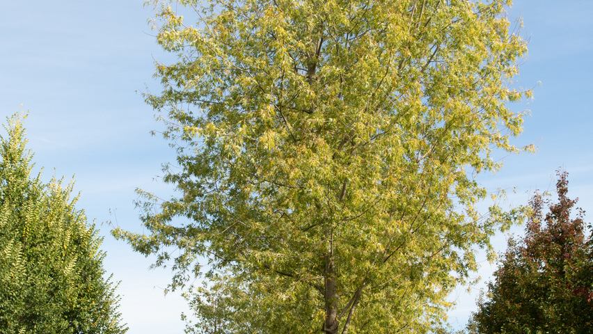Acer saccharinum 'Born's Gracious' pienne