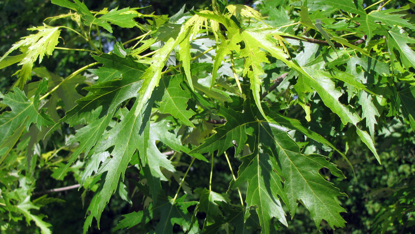 Acer saccharinum 'Born's Gracious' liście