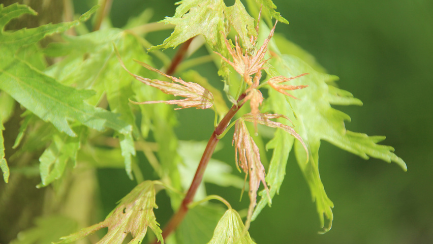 Acer saccharinum 'Born's Gracious' liście